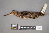 Gallinago gallinago image