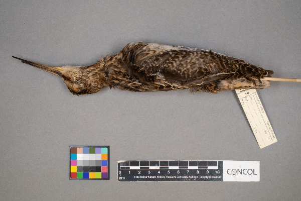 Gallinago gallinago image