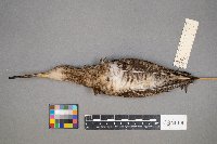 Gallinago gallinago image