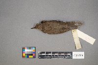 Actitis macularius image