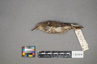 Actitis macularius image