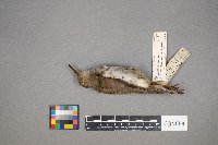 Actitis macularius image