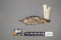 Actitis macularius image