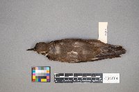 Charadrius vociferus image