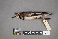 Charadrius vociferus image