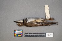 Charadrius vociferus image