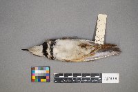 Charadrius vociferus image
