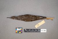 Tringa flavipes image