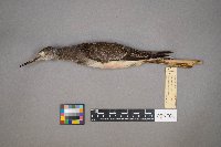 Tringa flavipes image