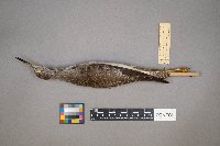 Tringa flavipes image