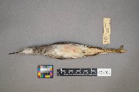 Tringa flavipes image