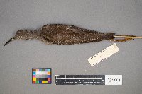 Tringa flavipes image