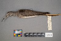 Tringa flavipes image