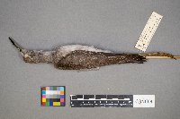 Tringa flavipes image