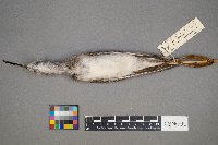 Tringa flavipes image