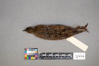 Porzana carolina image