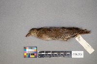 Porzana carolina image