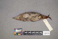 Porzana carolina image