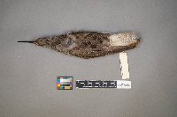 Tringa melanoleuca image