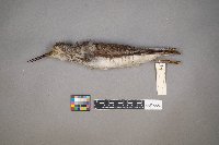 Tringa melanoleuca image