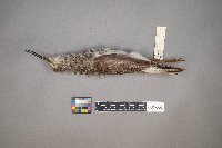 Tringa melanoleuca image