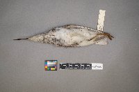 Tringa melanoleuca image