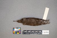 Tringa solitaria image