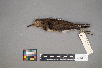 Tringa solitaria image