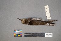 Tringa solitaria image