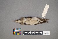 Tringa solitaria image