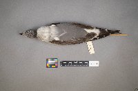 Media resource of Leucophaeus pipixcan