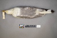 Larus delawarensis image