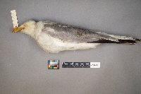 Larus delawarensis image