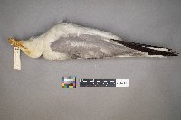 Larus delawarensis image