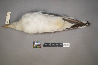 Larus delawarensis image