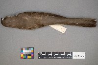 Coccyzus americanus image