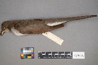 Coccyzus americanus image