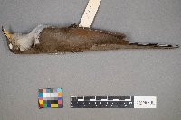 Coccyzus americanus image