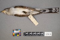 Coccyzus americanus image