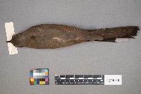 Coccyzus americanus image