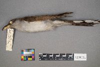 Coccyzus americanus image