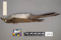 Coccyzus americanus image