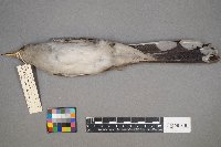 Coccyzus americanus image