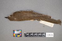 Coccyzus erythropthalmus image