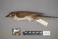 Coccyzus erythropthalmus image