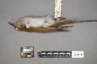 Coccyzus erythropthalmus image