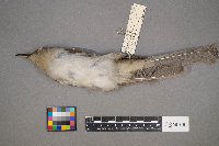 Coccyzus erythropthalmus image