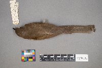 Coccyzus erythropthalmus image