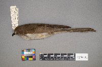 Coccyzus erythropthalmus image