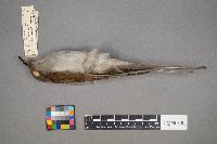 Coccyzus erythropthalmus image